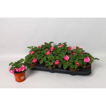 image IMPATIENS FIESTA ROSE