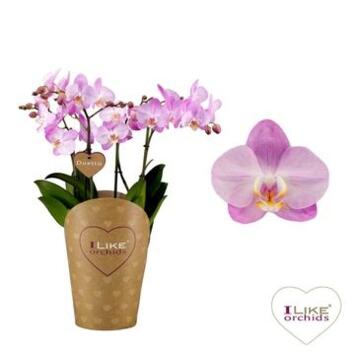 image PHALAENOPSIS 4BR DUETTO ROSE