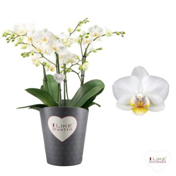 image PHALAENOPSIS 4BR DUETTO BLANC