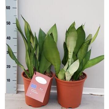 image SANSEVIERIA MOONSHINE