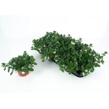 image SCAEVOLA WHITE TOUCH