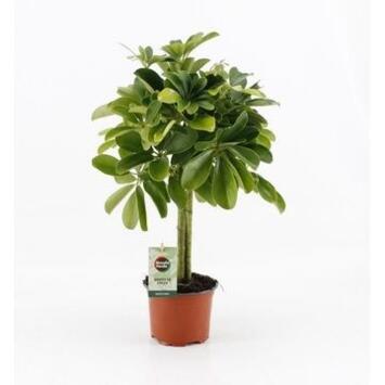 image SCHEFFLERA NORA TIGE