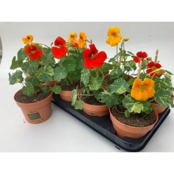 image TROPAEOLUM CAPUCINE VARIEE