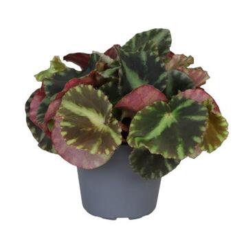 image BEGONIA CLEOPETRAE