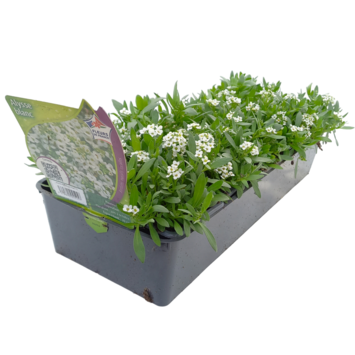 image ALYSSUM MARITIMA BLANC