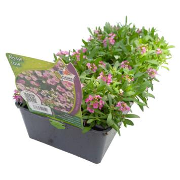 image ALYSSUM MARITIMA ROSE