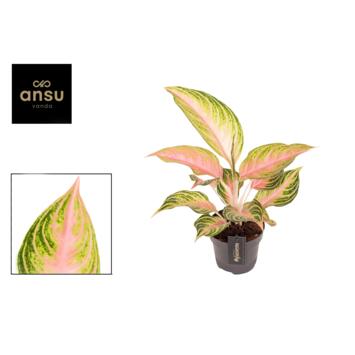 image AGLAONEMA EYECATCHER