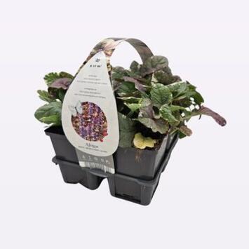 image AJUGA REPTANS