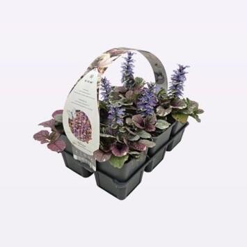 image AJUGA REPTANS