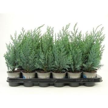 image CHAMAECYPARIS LAWSONIANA COLUMNARIS