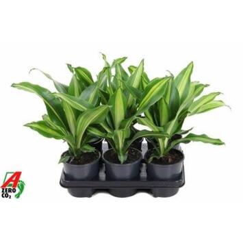 image DRACAENA BURLEY