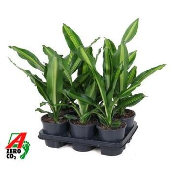 image DRACAENA BURLEY