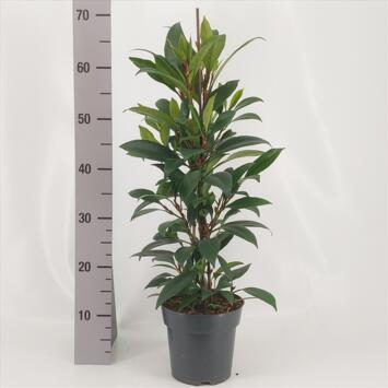 image FICUS CYASTHISTIPULA