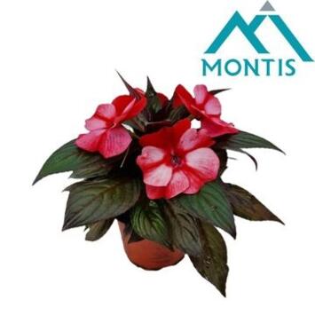 image IMPATIENS GUINEE CORAL FLAME