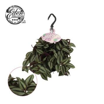 image TRADESCANTIA ZEBRINA PURPUSII SUSP