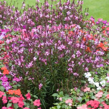 image GAURA LINDHEIMERI SISKIYOU PINK BQ10