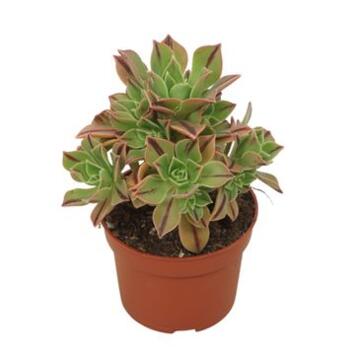 image AEONIUM LEUCOBLEPHARUM RED STRIPE