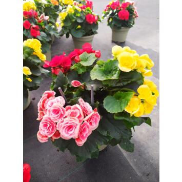 image BEGONIA RIEGGER