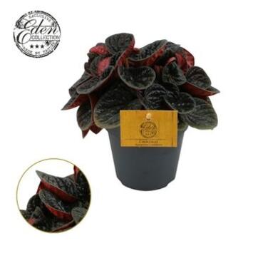 image PEPEROMIA CHOCOLAT