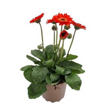 image GERBERA