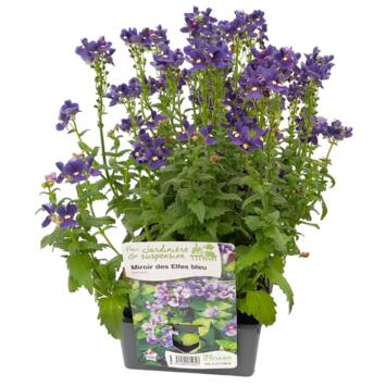 image NEMESIA BLEU BQ6
