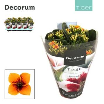image KALANCHOE TIGER ORANGE