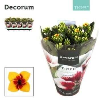 image KALANCHOE TIGER JAUNE
