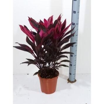 image CORDYLINE TANGO 3PP