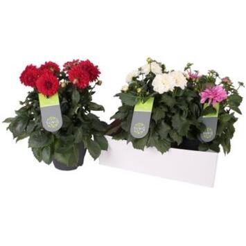 image DAHLIA DALINA VARIE