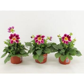 image DAHLIA SUMMERBEES PURPLE BICOLOR