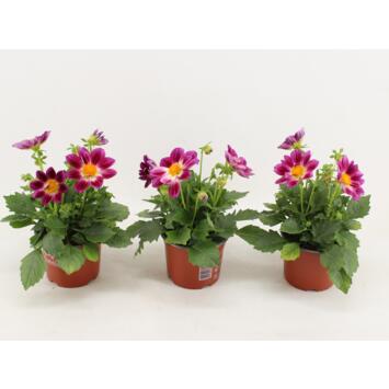 image DAHLIA SUMMERBEES PURPLE BICOLOR