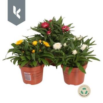 image HELICHRYSUM VARIE