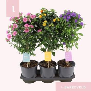 image PLANTE EXT TIGE