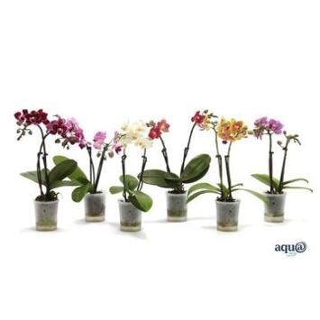 image PHALAENOPSIS 2BR VARIE