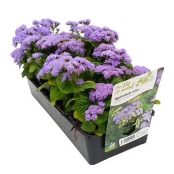 image AGERATUM BLEU BQ10