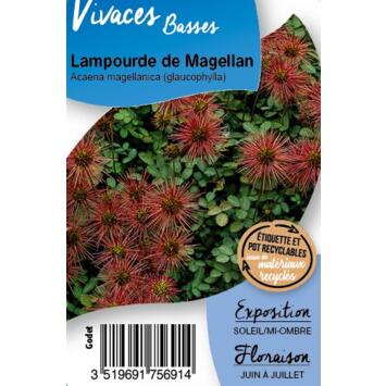 image ACAENA MAGELLANICA GLAUCOPHYLLA BQ10