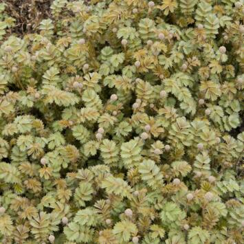 image ACAENA MICROPHYLLA TAPIS DE CUIVRE BQ10