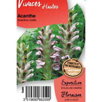image ACANTHUS MOLLIS BQ10