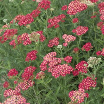 image ACHILLEA MILLEFOLIUM CERISE BQ10