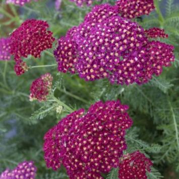 image ACHILLEA MILLEFOLIUM SUMMER WINE BQ10