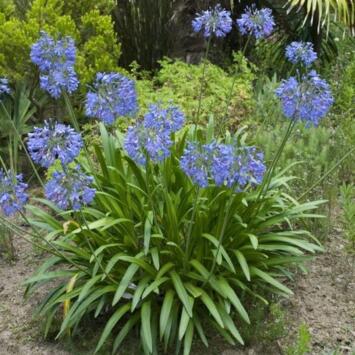 image AGAPANTHUS UMBELLATUS BLUE BQ10