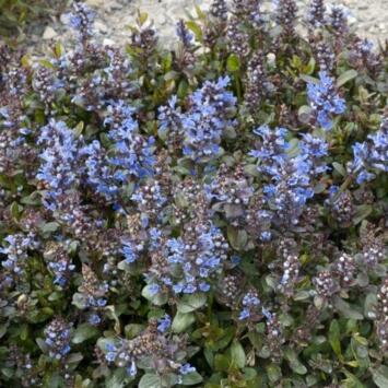 image AJUGA REPTANS CHOCOLATE CHIP BQ10