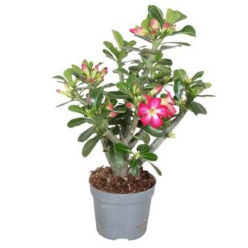 image ADENIUM OBESUM ROUGE