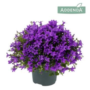 image CAMPANULE AMBELLA PURPLE