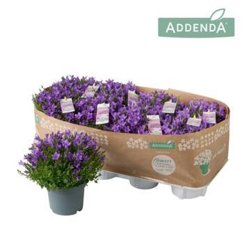 image CAMPANULE AMBELLA PURPLE