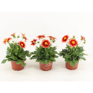 image DAHLIA ROUGE BICOLOR