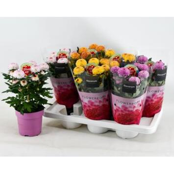 image DENDRANTHEMA FLOWERPOPS VARIE