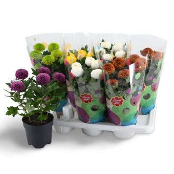 image DENDRANTHEMA FLOWERPOPS VARIE