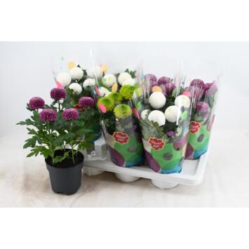 image DENDRANTHEMA FLOWERPOPS VARIE