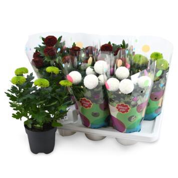 image DENDRANTHEMA FLOWERPOPS VARIE